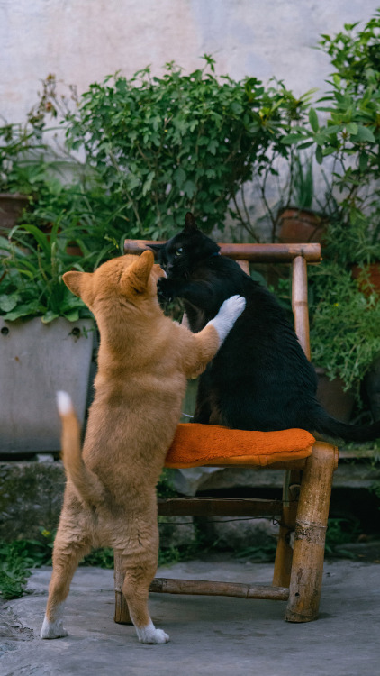 fuckyeahchinesegarden: shaoxing 绍兴, china by 喵呜不停