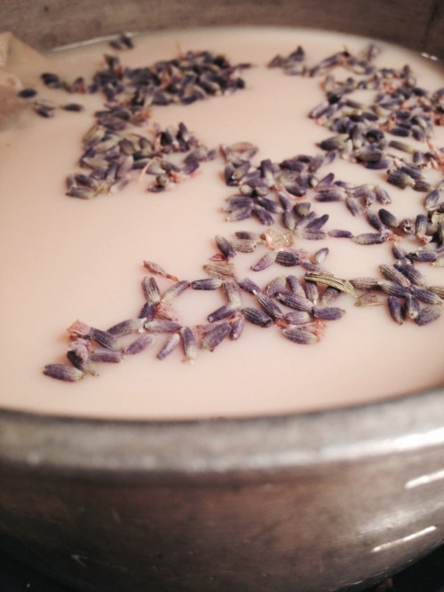 we-are-all-one-tribe: Stress relieving honey lavender tea latte to relax and wind down with my love.