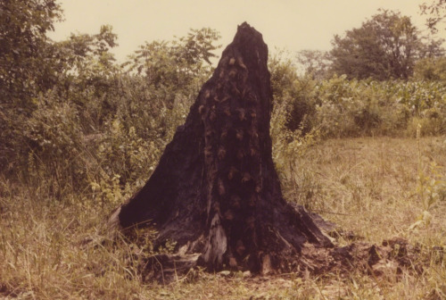 woundgallery:Ana Mendieta, Silueta Series (Tree of Life Series), 1978, lifetime color photograph, 20