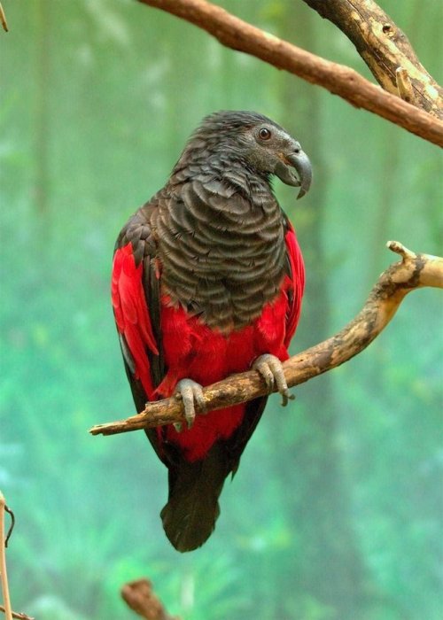 housedraculesti:The Pesquet’s Parrot also known as the Vulturine Parrot. “Dracula Parrot” would also