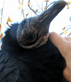 draconym:  Upchuck the black vulture (Chuck for short). Happy Halloween! 