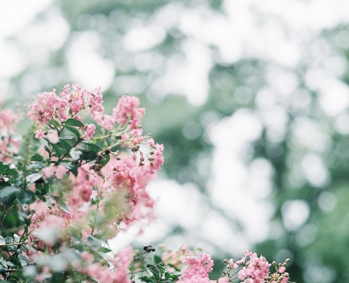 shabon02: 雨の日の サルスベリ✽ 雨の日は写真は お休み… なんて言ってたら 全くカメラに触れない夏に なりそうだったので、 雨の中、撮って来たよ ⁝⁞⁝⁞ʕु•̫͡