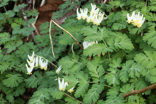 vandaliatraveler:Phase 1 Spring Wildflowers: Dutchman’s breeches (Dicentra cucullaria) are a favorit