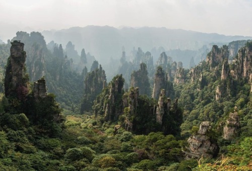It wasn’t until 1982 that China created its first national park: Zhangjiajie National Forest Park. They couldn’t have chosen a better site - Zhangjiajie is famous for its 3,000 vertical pillars, each hundreds of feet tall and covered in dense green...