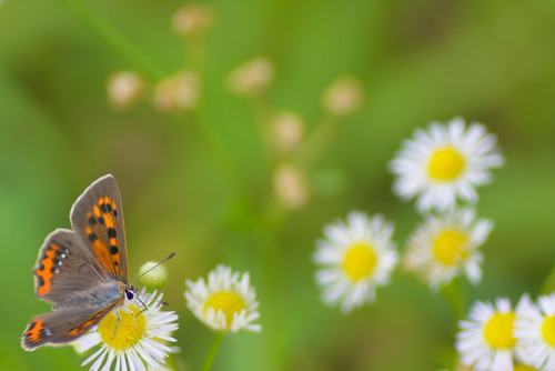 Annual fleabane &amp; Small Copper ヒメジョオンとベニシジミ &gt;  flickr Ver.