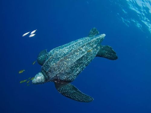 During the breeding season, a female leatherback turtle will return to a sandy beach in the same reg