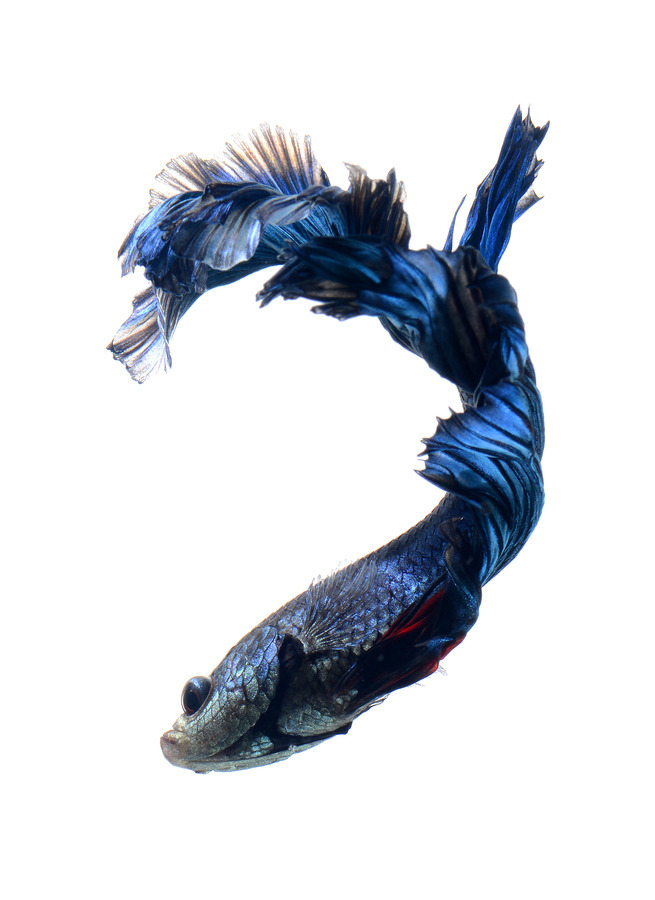 earthandanimals:   Siamese Fighting fish by visarute angkatavanich 