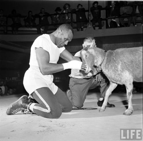 Jersey Joe Walcott with Billy Goat(Frank Scherschel. 1953)