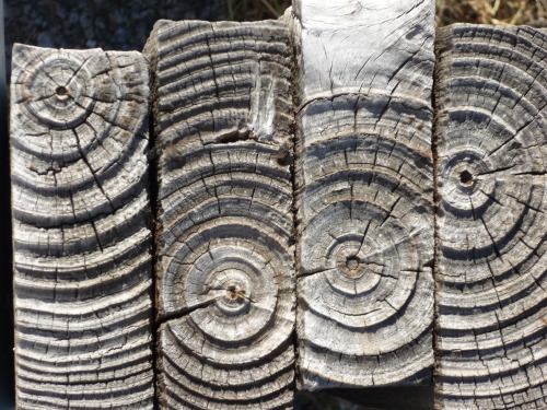 afrikani:Africa | NatureWeathered wood posts, Signal Hill, Cape Town.Photo ©afrikani