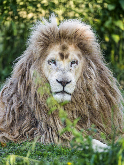 Punky The White Lion II By Tambako The Jaguar On Flickr.