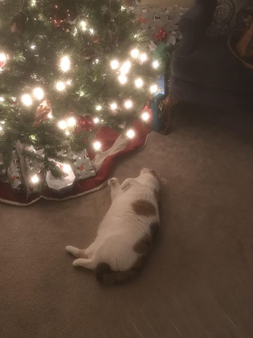 The Essence Of Christmas