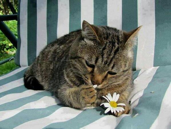 givemeastory:  ibringallthekittiestotheyard:  He loves me, He loves me not  He definitely