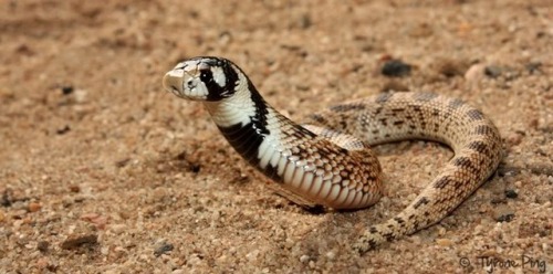 exotic-venom:(Aspidelaps scutatus) shield nosed cobraVenom reportedly primarily neurotoxic. Humans a