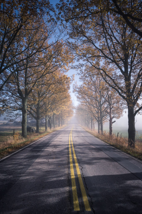 Moonlit Road