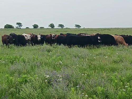 Cows Were Watching Me Do My Job :)