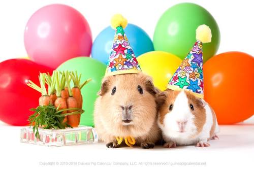 Party Piggies Via The Guinea Pig Calendar Company