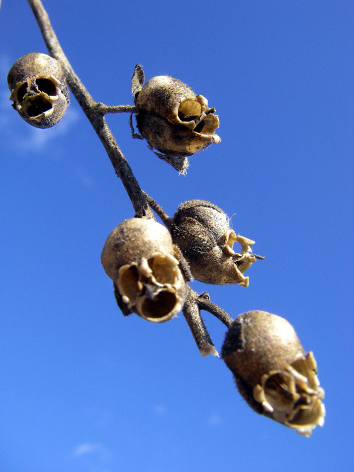 sixpenceee:GUYySSSS GUYSYSYSYSYSTHESE ARE FRICKIN SNAPDRAGON SEED PODSSEED PODSSEEDPODSI’M CRYINGGGG