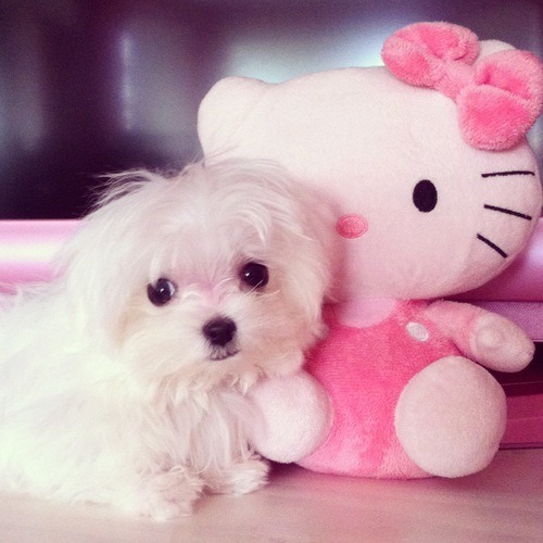 puro-sinaloa:  Me gusta | Tumblr en We Heart It. http://weheartit.com/entry/84408609/via/heart_guns_and_roses