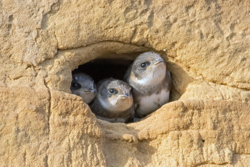 Sand Martins (Explore) by NickWakeling Many thanks to those who comment on my photo’s and/or a