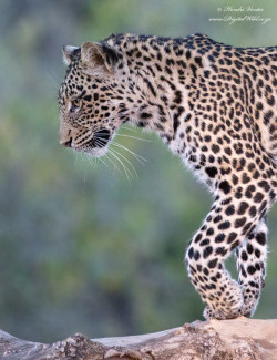 llbwwb:  Leopardess by Hendri Venter