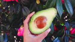 urbanveganstudent:  When the avo is ripe, everything is alright 😉😜 Seriously though, look at that creamy baby 😍