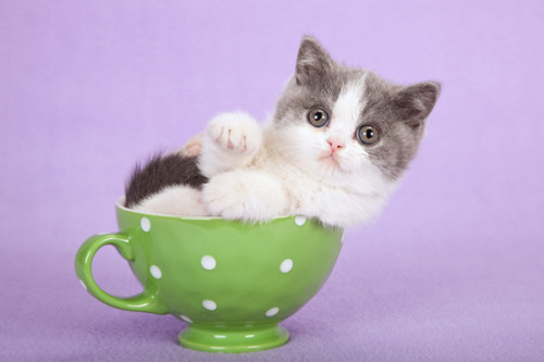 moonlettuce:For anyone who needs it, have some kittens in cups.this cup is so tiny