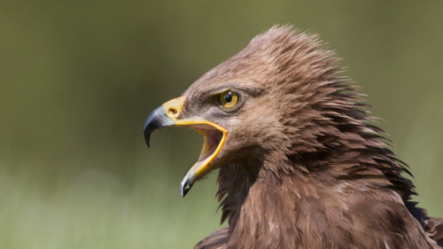 Lesser Spotted Eagle (Clanga pomarina) >>by Eugenijus Kavaliauskas -=Dantis=-