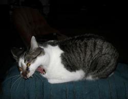 finalellipsis:  pleatedjeans: 24 Cats Caught Mid-Sneeze