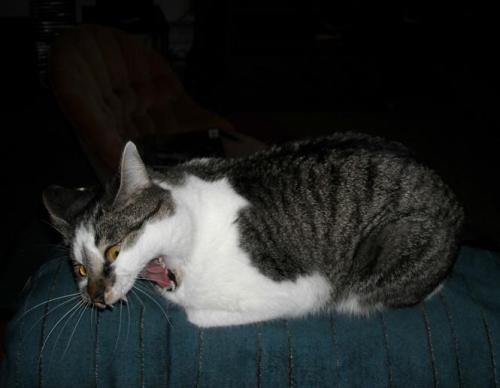 pleatedjeans:  24 Cats Caught Mid-Sneeze adult photos