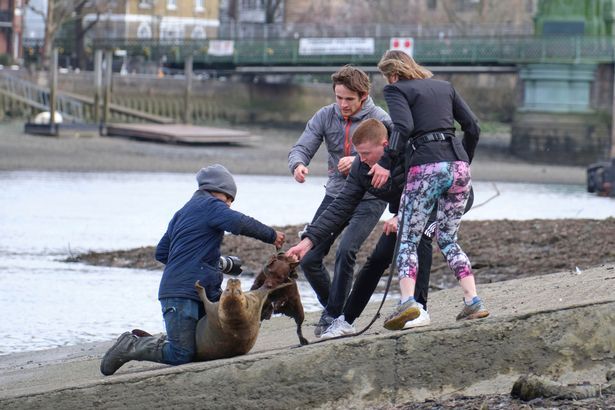 Photos show ‘vicious’ moment dog attacks seal in West London

 According to reports, the dog, which was off its leash, 