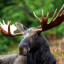 mooseonfire