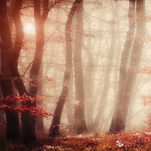 sublime trees by ildikoneer on Flickr.