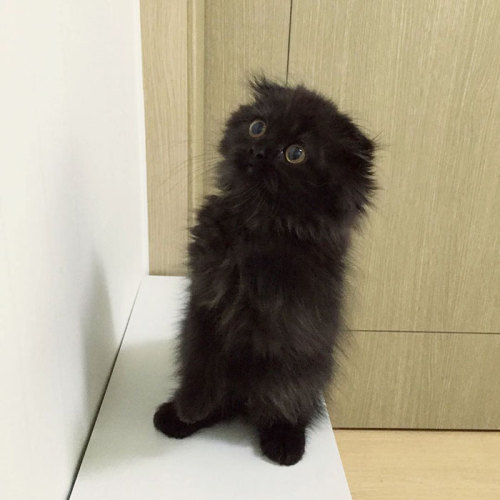 pastel-irkens-and-dickens:  alphatexan:  a-court-of-chronicles:  catpella:  brainfartsbyme:  This cat would get everything from me  yeah this cat has such a big eyed woe-is-me that it could have everything it ever asked for  @cocotingo  Omg   I want one