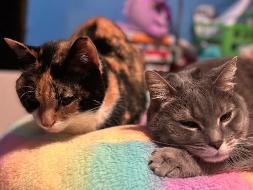 Good Morning From Buttercup & Nyla