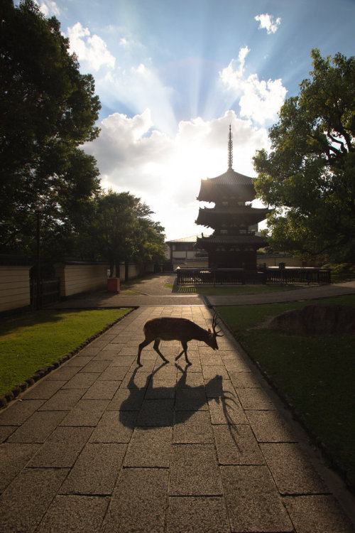 mikeliosis:Divine Deer of NaraTōdai-ji (Eastern Great Temple). Sika deer, regarded as messengers of 