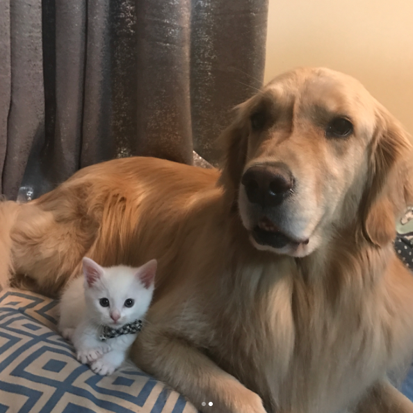 catsbeaversandducks: Mojito The Therapy Dog And Skywalker The Deaf Kitten Best friends!