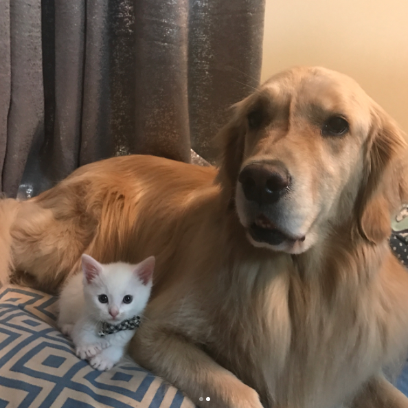 catsbeaversandducks:  Mojito The Therapy Dog And Skywalker The Deaf Kitten Best friends!