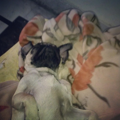 ilovepugs4ever:  Follow Dog Quotes.
