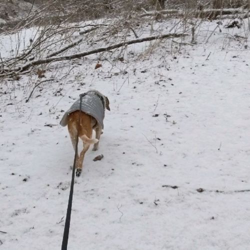 Adventuring! #Bleu the #cutest #dog in the world. #Snow #Dogstagram #cute #DogsOfInstagram #dogs (at