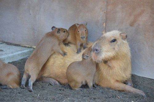 animalssittingoncapybaras:  The floor is lava