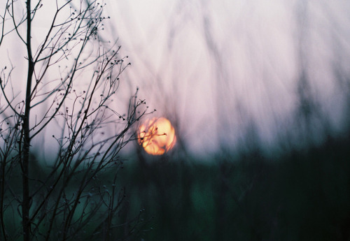 sicsen:  Glow Blog 