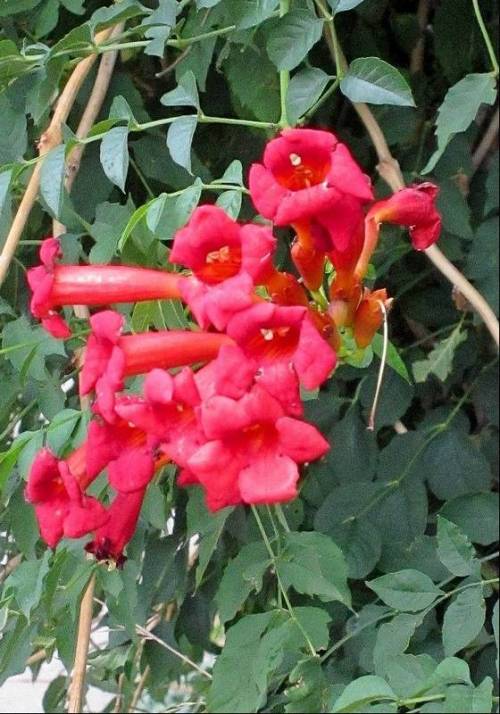 May 2015 - Dodging the Campsis radicans bulletCrisis narrowly averted! Everyone will tell you that C