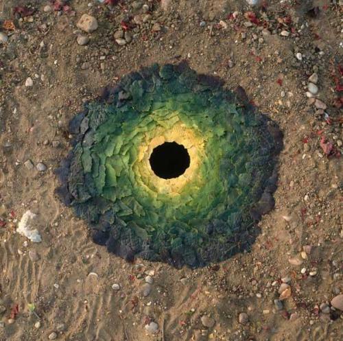 andy goldsworthy