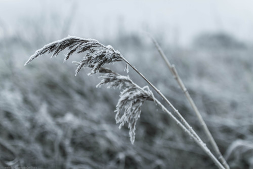 Feather …