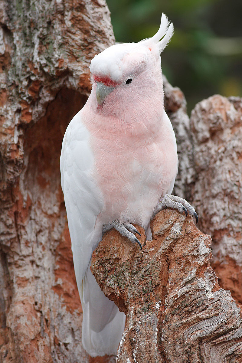 end0skeletal:
““The Major Mitchell’s cockatoo is a medium-sized cockatoo restricted to arid and semi-arid inland areas of Australia. (x x x)
” ”