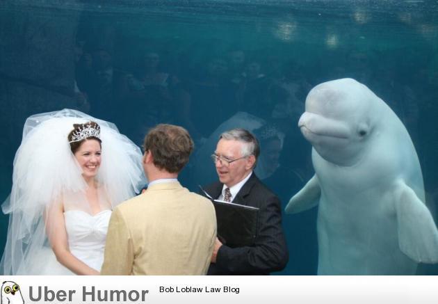 omg-images:Something old, something new, something borrowed, something Beluga