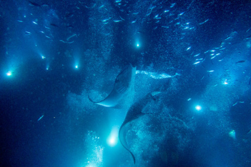 ianbrooks:  The Abyss // Manta Madness photos by Mako Miyamoto  Photog: Behance / Website / Society6  