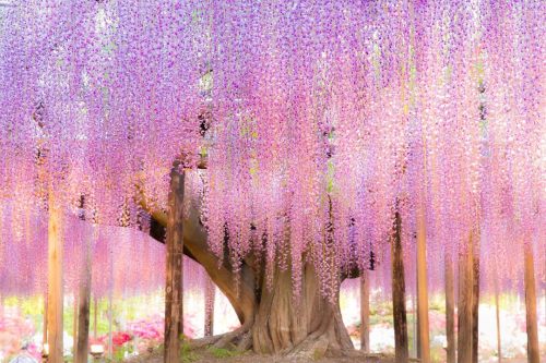 todayintokyo:Wisteria by Shinji Nakajima as seen on tokyocameraclub.com