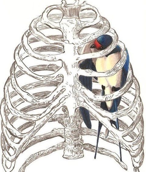 Pájaro azul