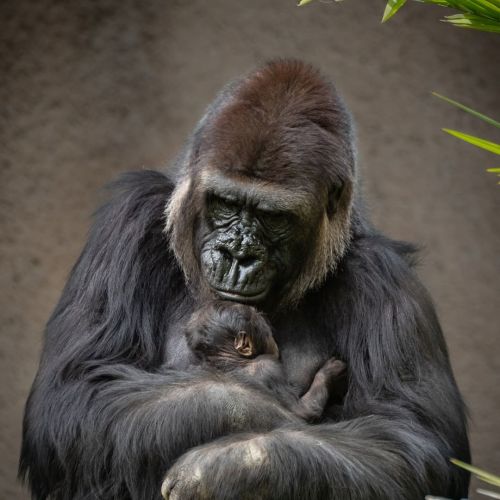 theworldismyoysterandiamthepearl:“Did you know gorillas have unique nose prints? Just like fingerpri